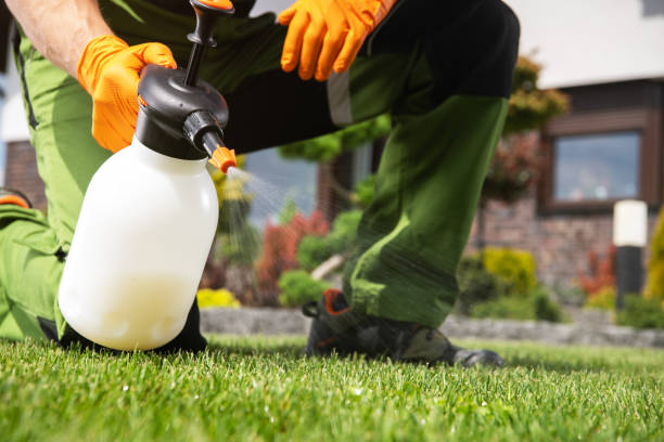Best Wasp Removal Services  in Halfway, MD